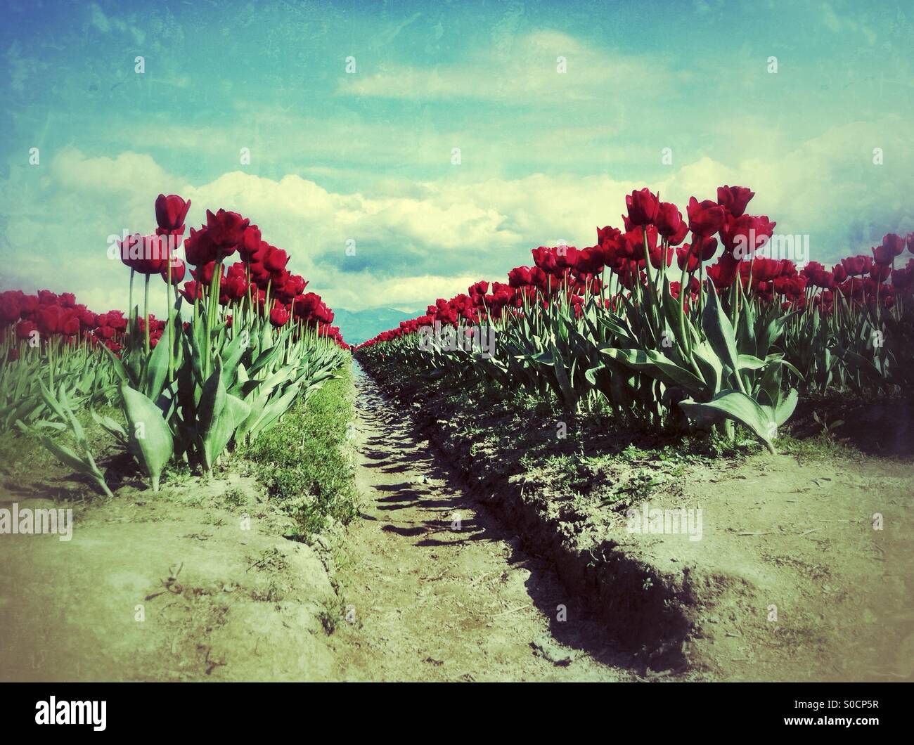 Riss der Zentralperspektive Tulpen an einem sonnigen Tag Stockfoto