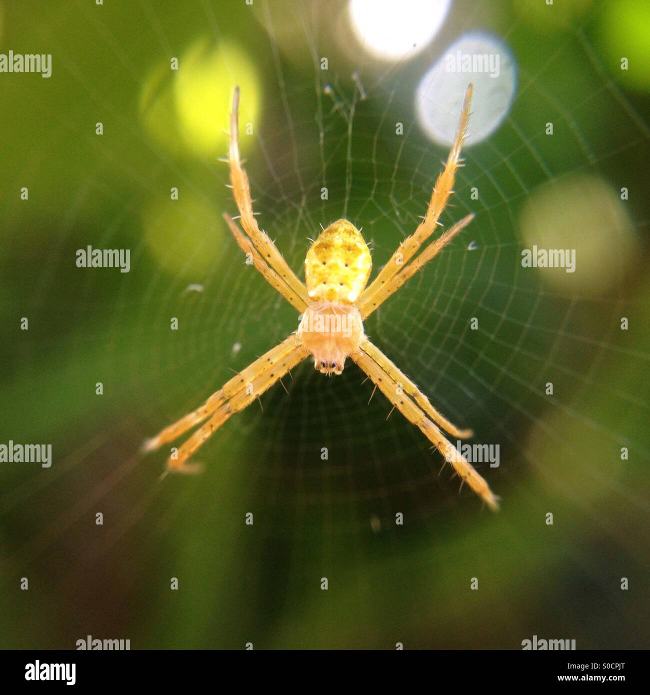 Kleine gelbe Spinne Stockfotografie - Alamy