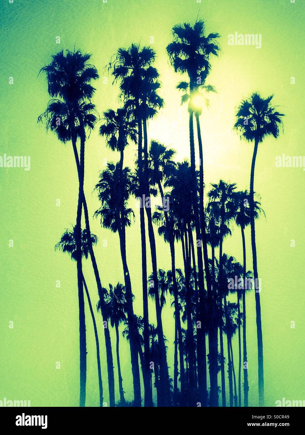 Palmen am East Beach in Santa Barbara, Kalifornien, USA - Smartphone-aufgenommenes Stockfoto