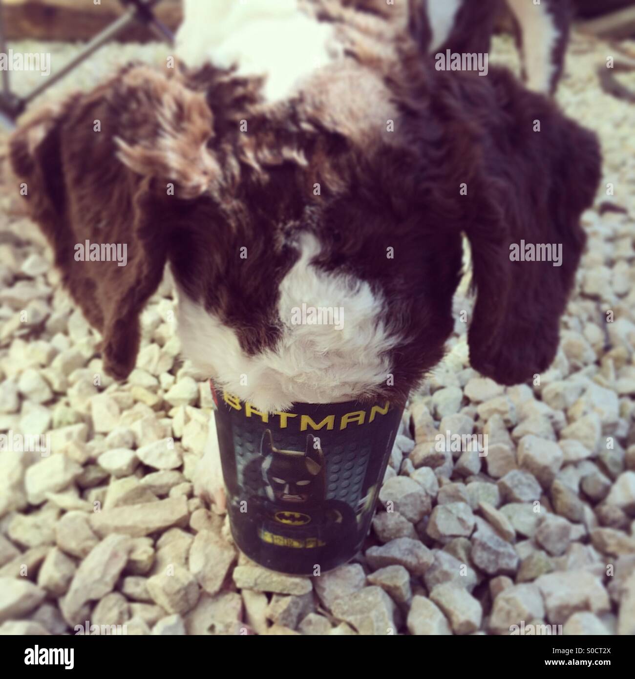 Hund aus Kinder Tasse trinken Stockfoto