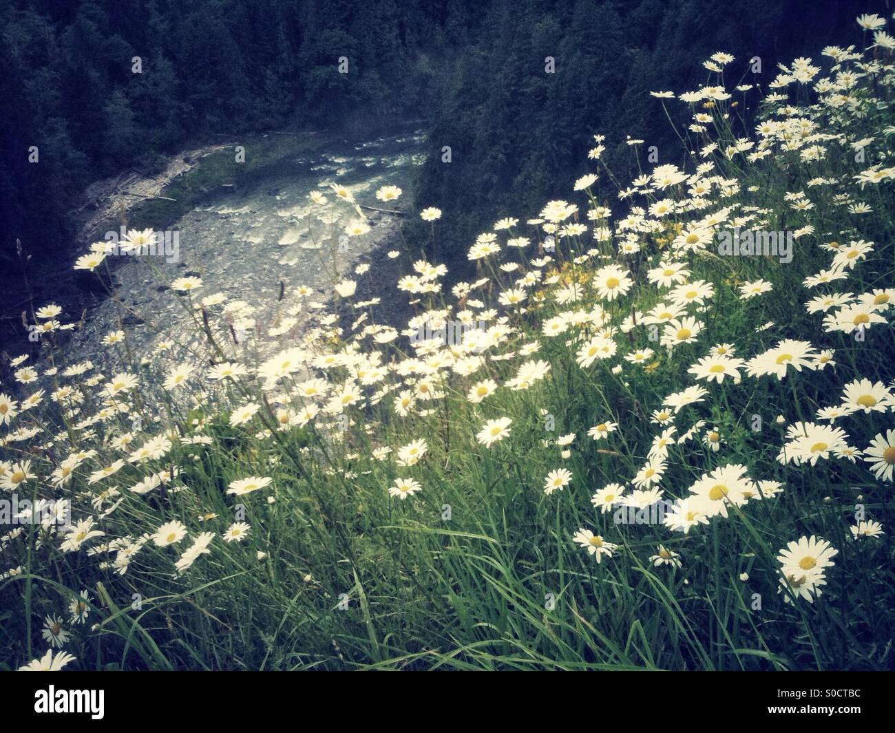Bereich der wilden Gänseblümchen auf einer Klippe über dem Fluss - Smartphone-aufgenommenes Stockfoto
