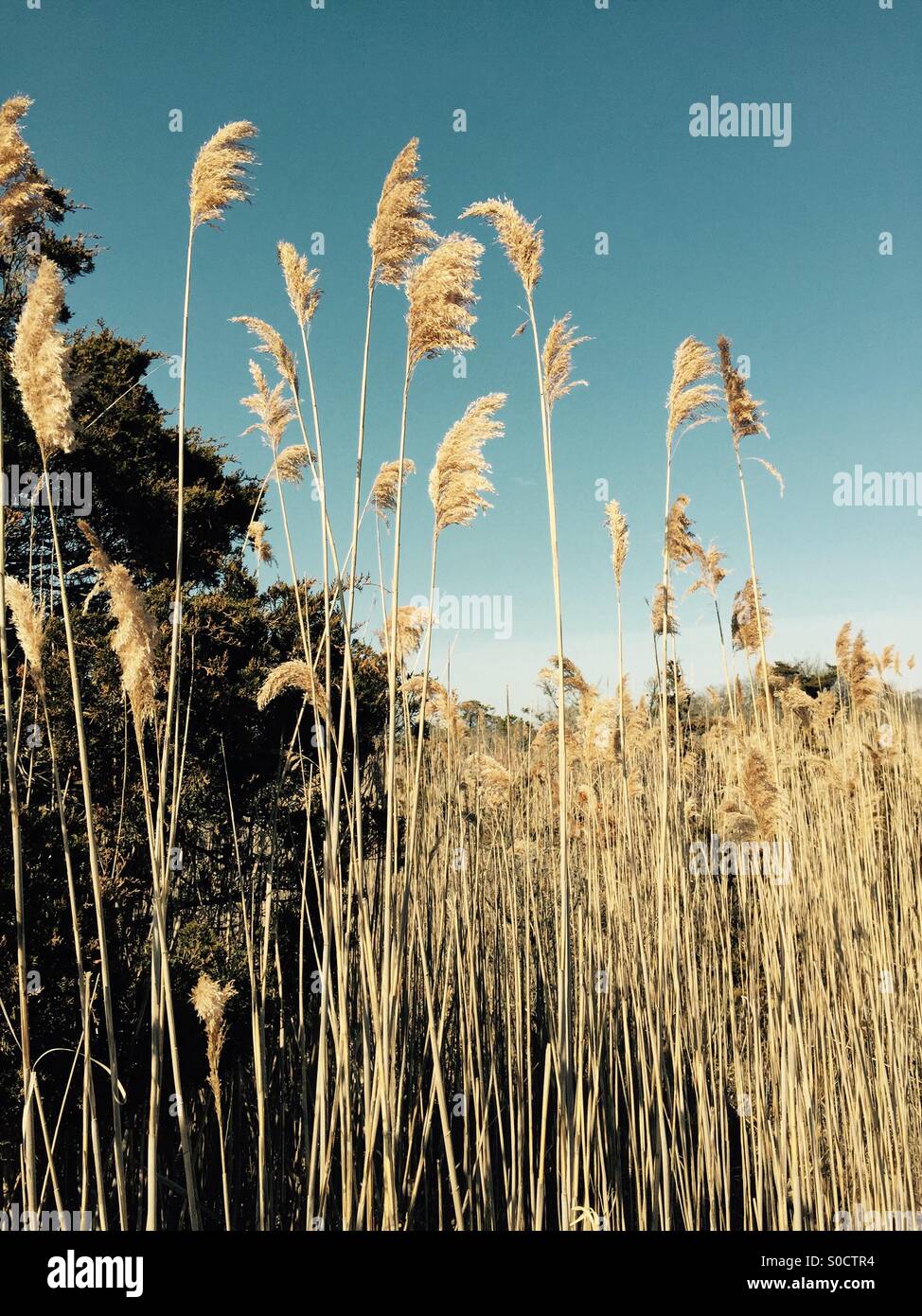 Weizen-Stiele auf Fire Island Stockfoto