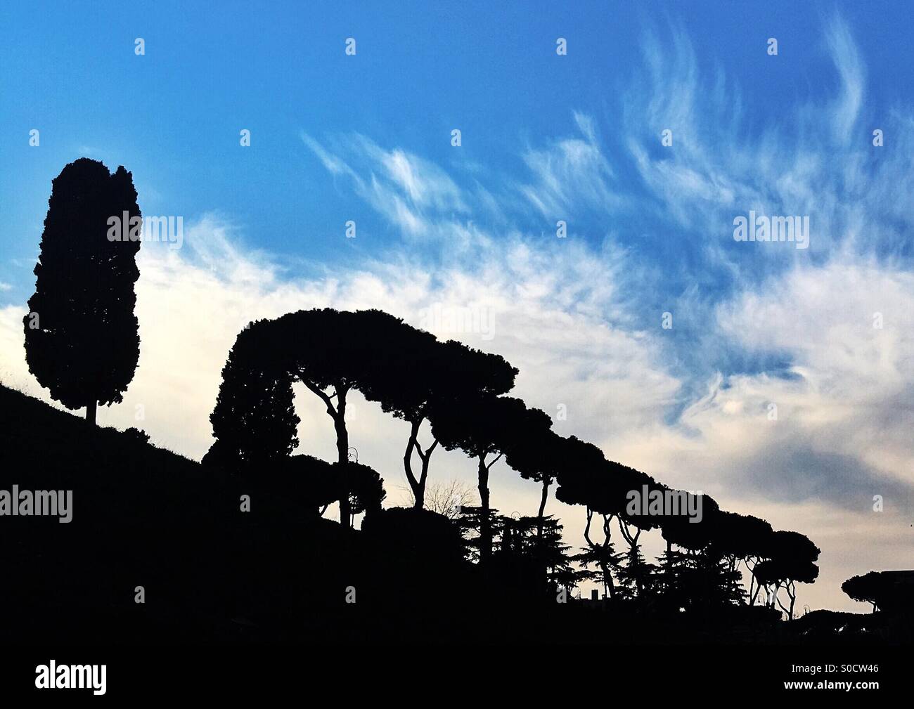 Bäume am Circo Massimo, Rom Stockfoto