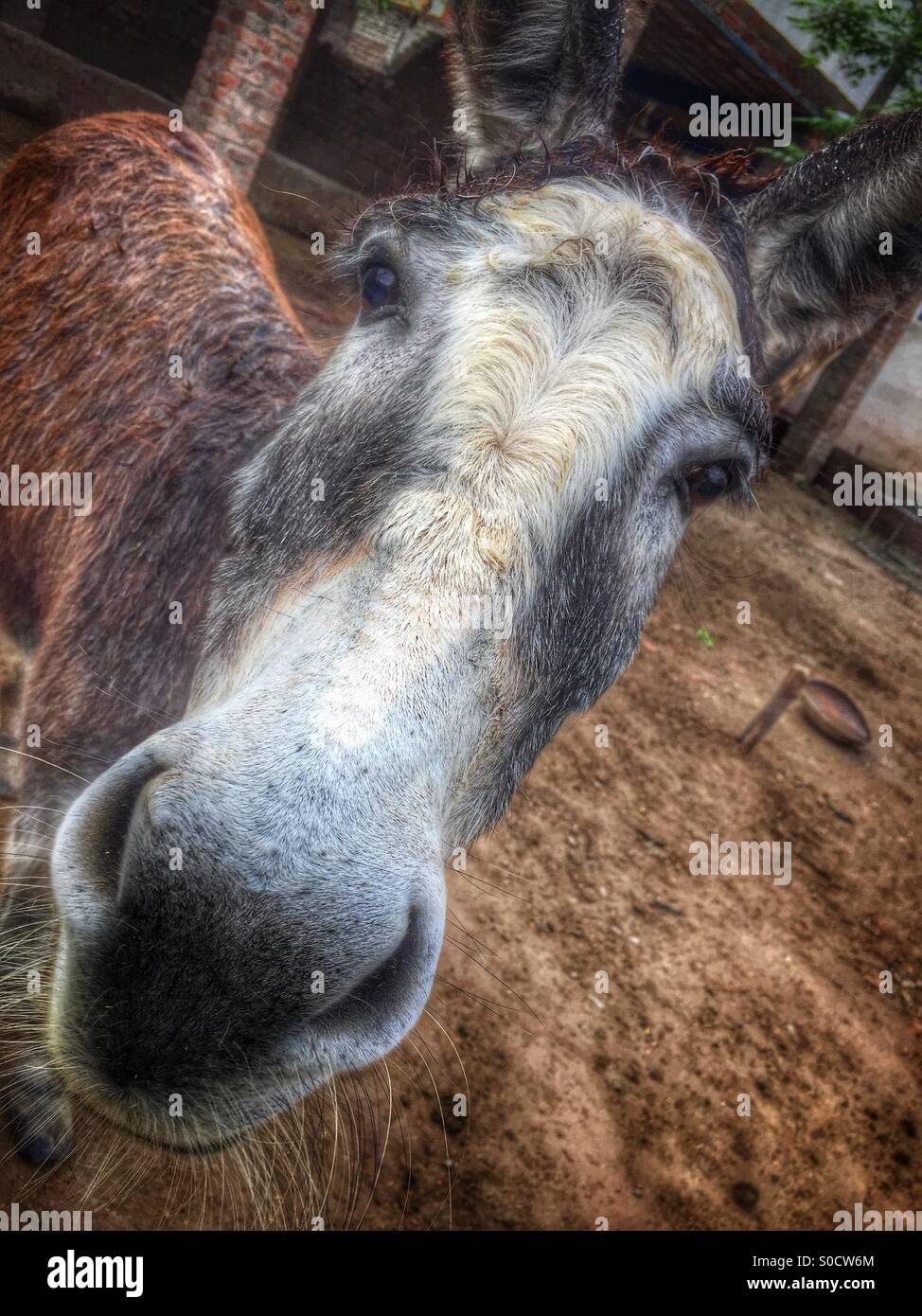 Esel in einem Bauernhof Kharian Punjab Pakistan Stockfoto