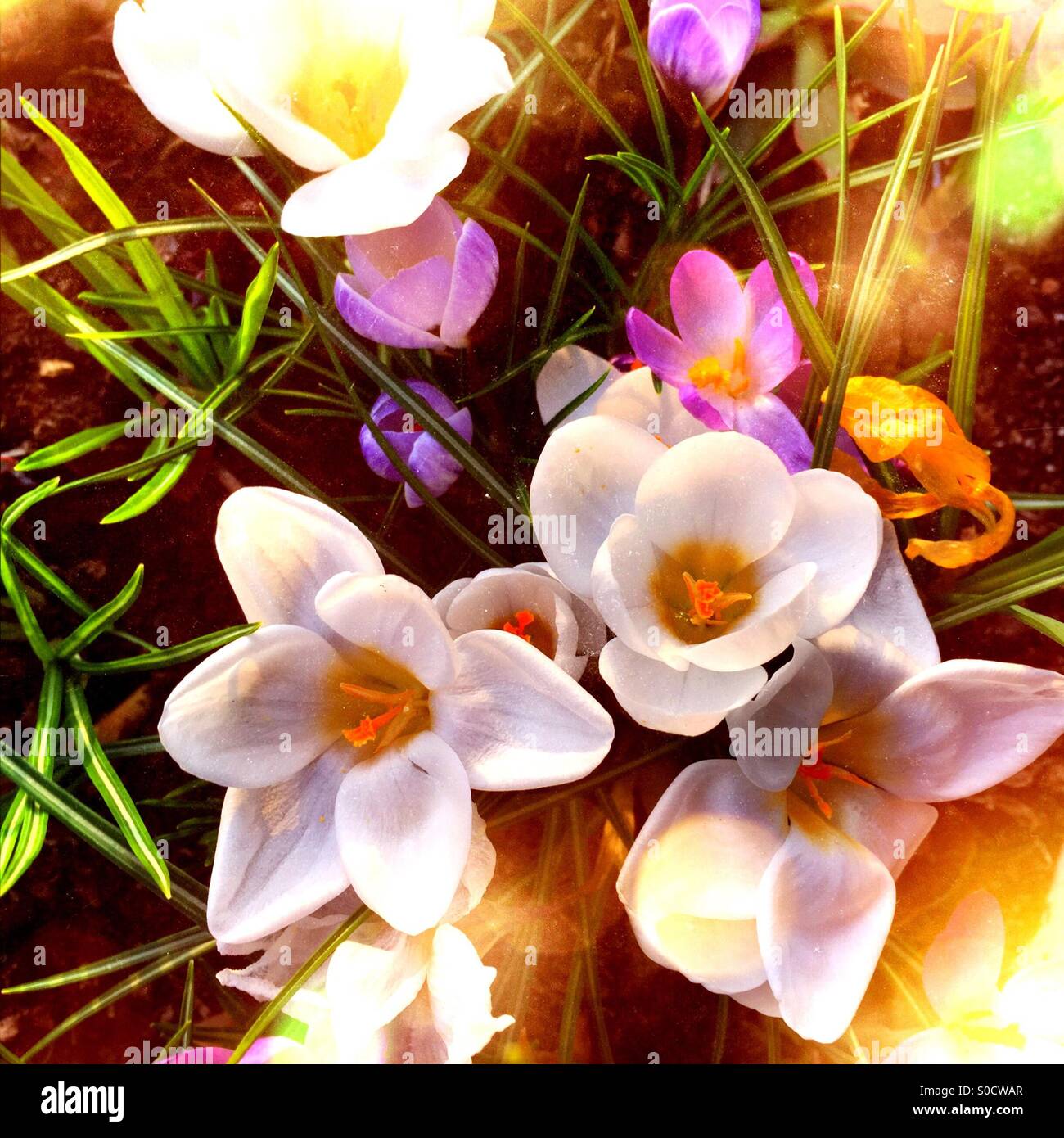 Leuchtend weiße Krokusblüten - Smartphone-aufgenommenes Stockfoto