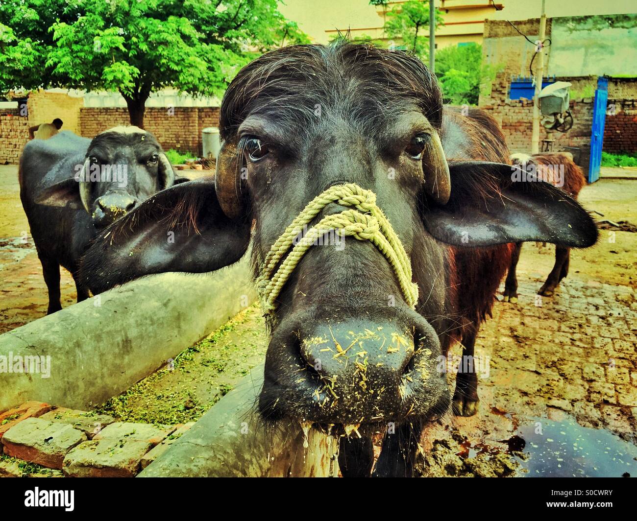 Büffel in einer Farm Kharian-Pakistan-Asien Stockfoto