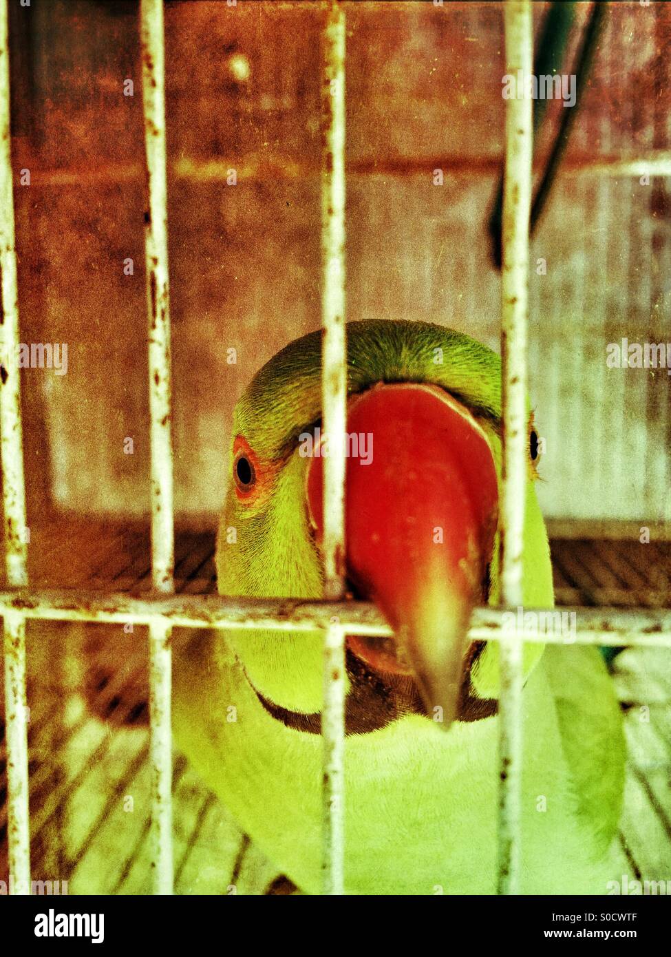 Papagei mit rotem Schnabel beißen Käfig Bars in Kharian Pakistan Stockfoto