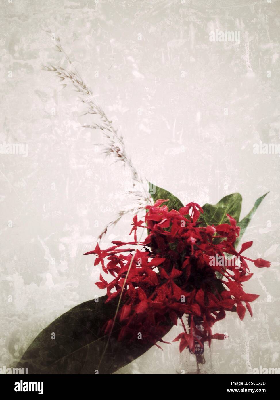 Rote Blüten in eine Flasche alkoholfreies Getränk. - Smartphone-aufgenommenes Stockfoto