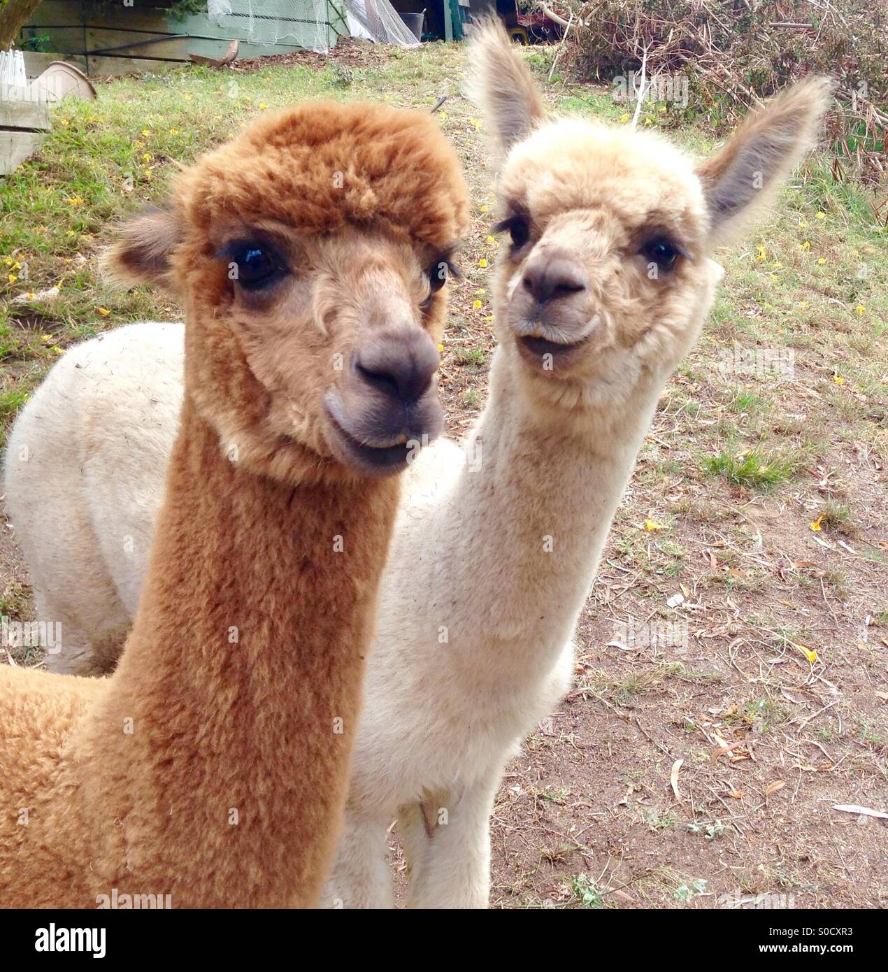 Weibliche Alpaka Blick auf männliche Alpaka, der an der Kamera sucht - Smartphone-aufgenommenes Stockfoto