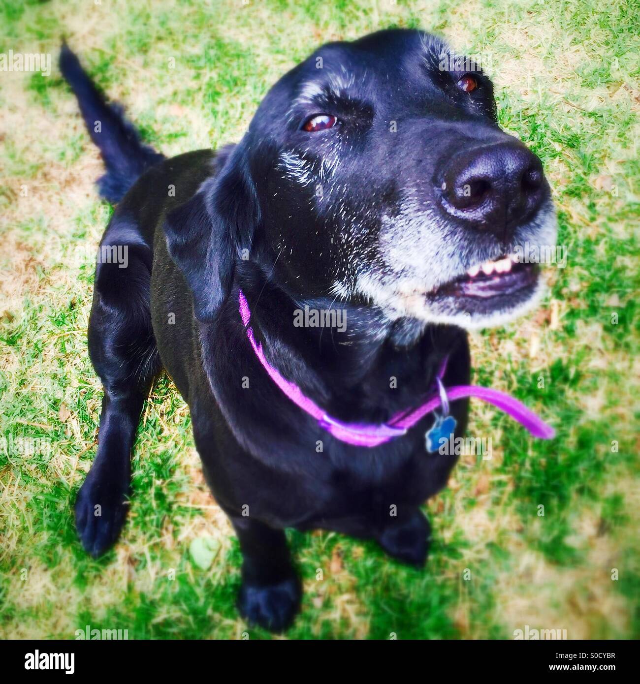 Älterer schwarzer Labrador sitzt auf einem grünen Rasen - Smartphone-aufgenommenes Stockfoto