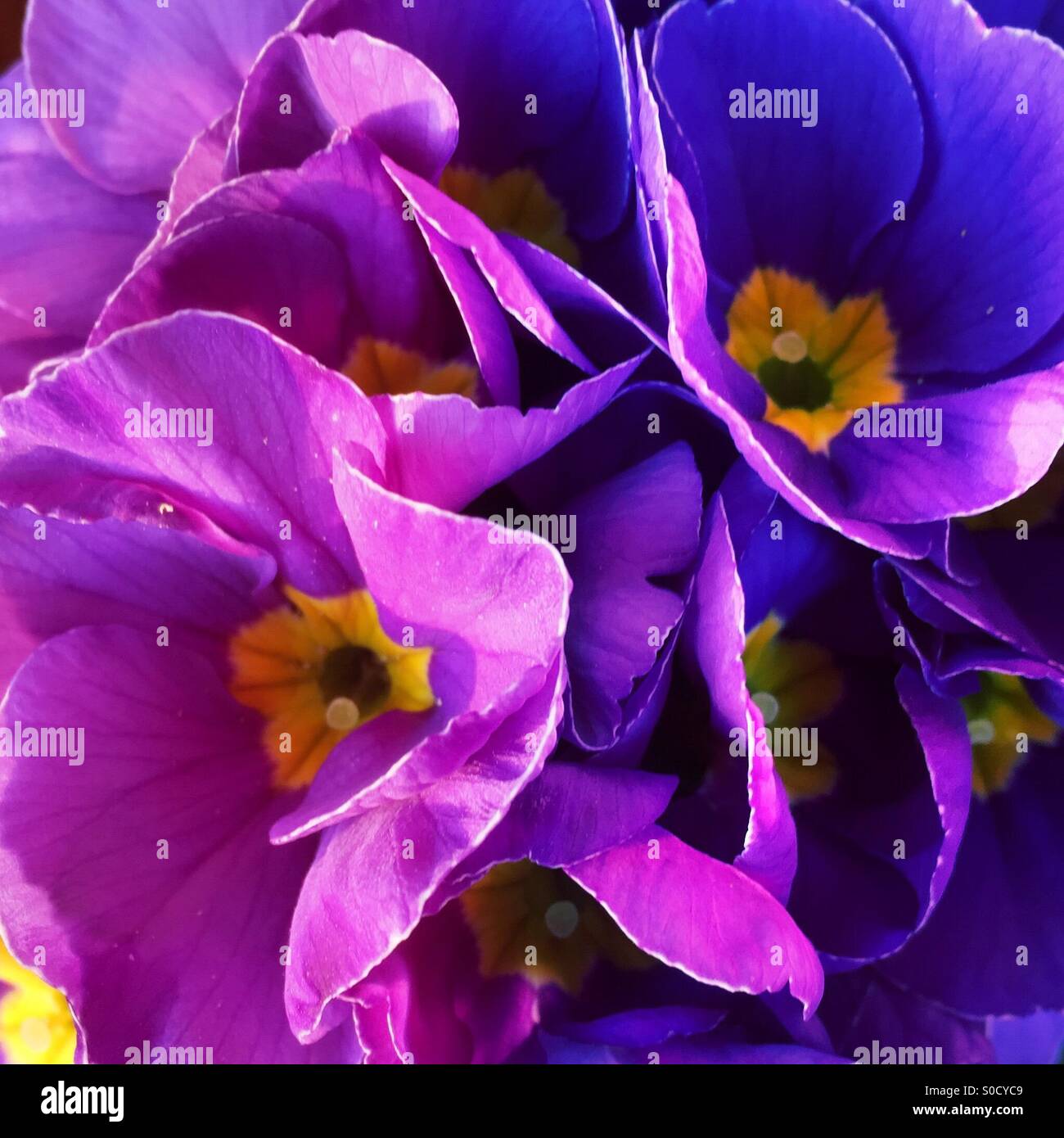 Lila Primevere Blüten. Hydrangea hortensis Stockfoto