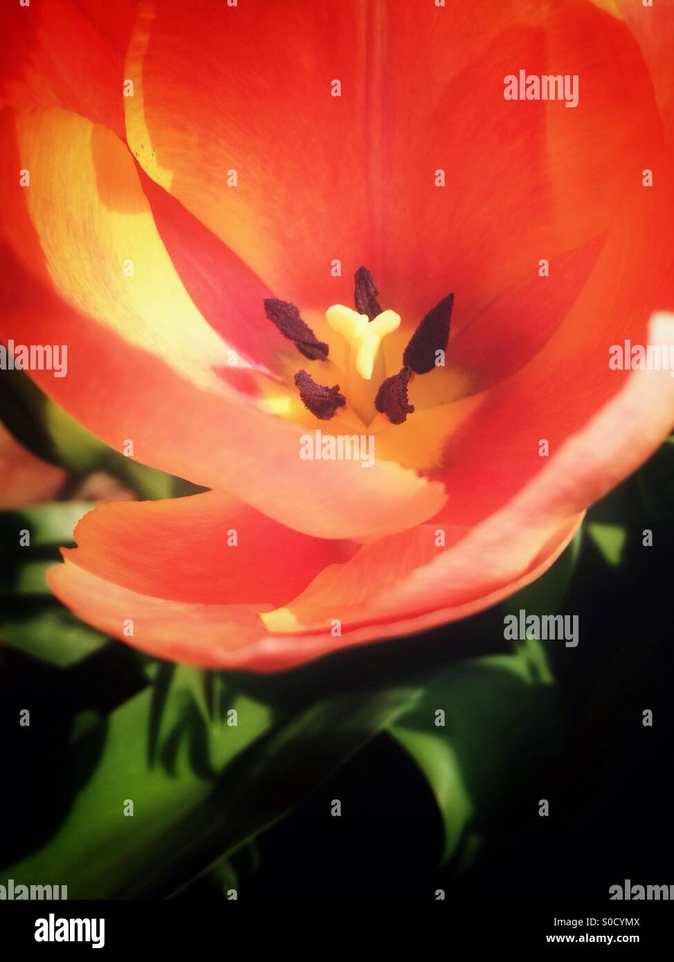 Orange Tulpe Blume Stockfoto