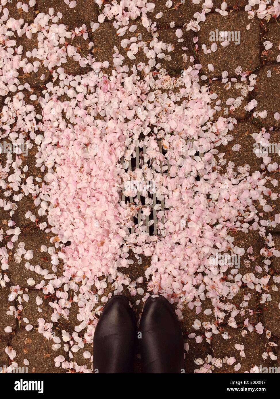 Abgefallene rosa Blütenblätter aus einem Kirschbaum und schwarzen gestiefelten Füßen über eine Belastung für Pflastersteine. Stockfoto