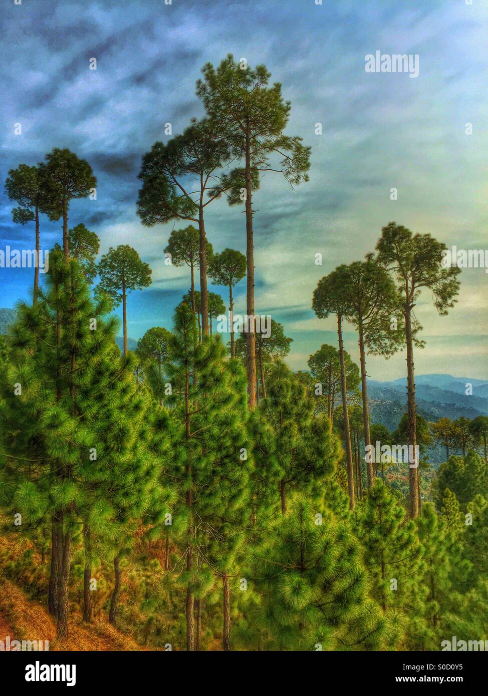 Bäume in den Bergen Murree Pakistan Stockfoto