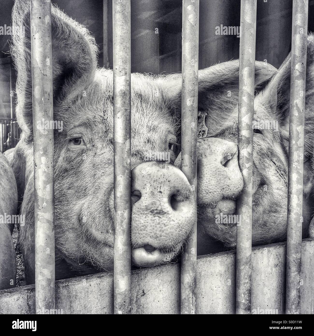 Zwei niedliche Schweinchen Peer durch die Gitterstäbe ihren Stall Stockfoto