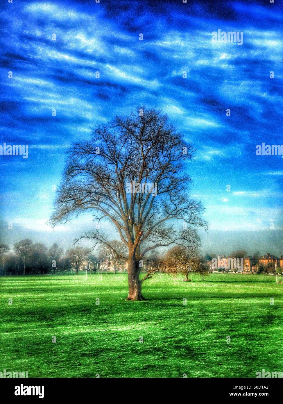 Ein Baum in Peckham Rye park Stockfoto