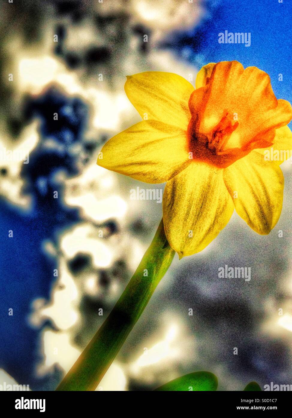 Narcissus Blume - Smartphone-aufgenommenes Stockfoto