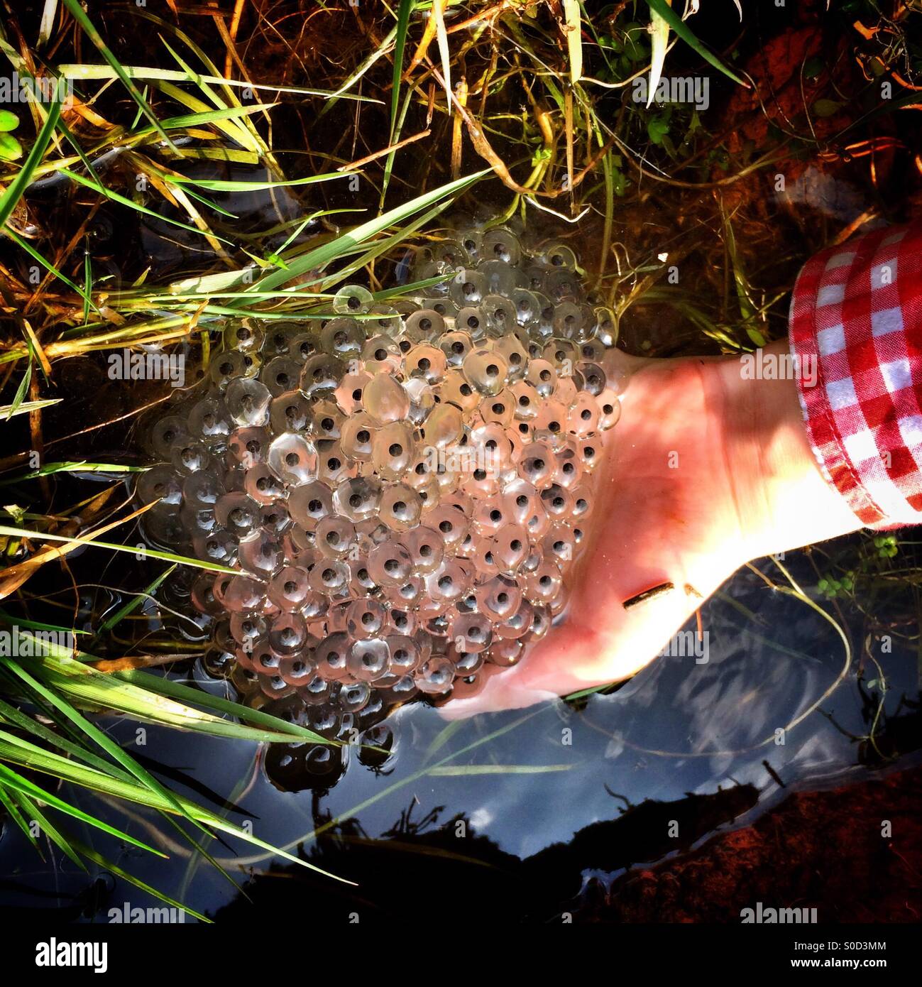 Frosch-Laich Stockfoto