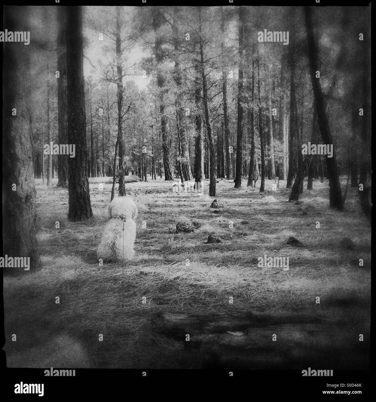 Ein kleiner Hund blickt auf den Wald in diesem Jahrgang aussehende schwarz-weiß Foto, Stockfoto
