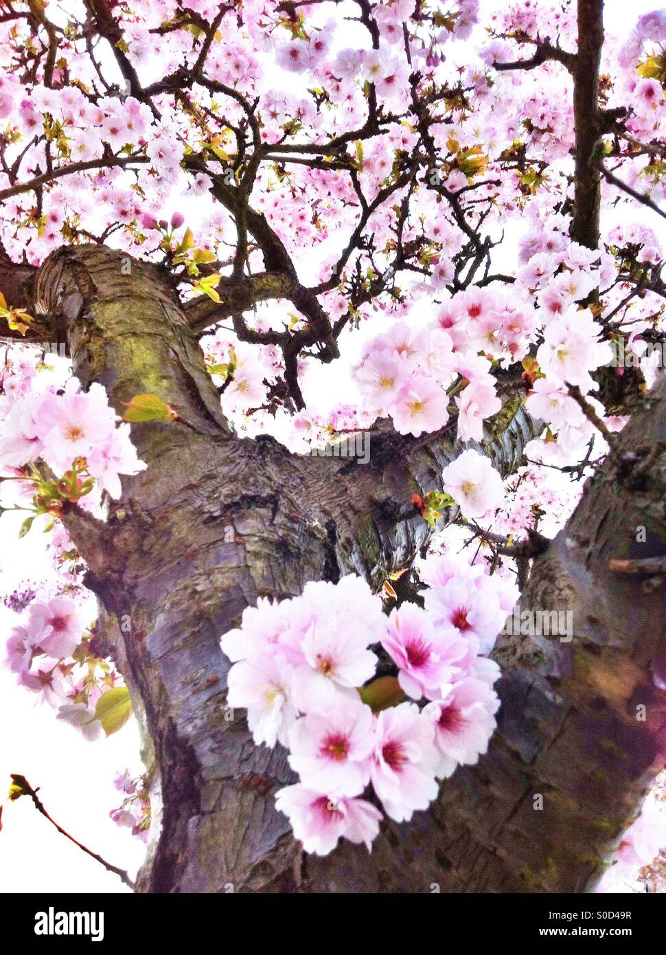 Pink Cherry blossoms Stockfoto