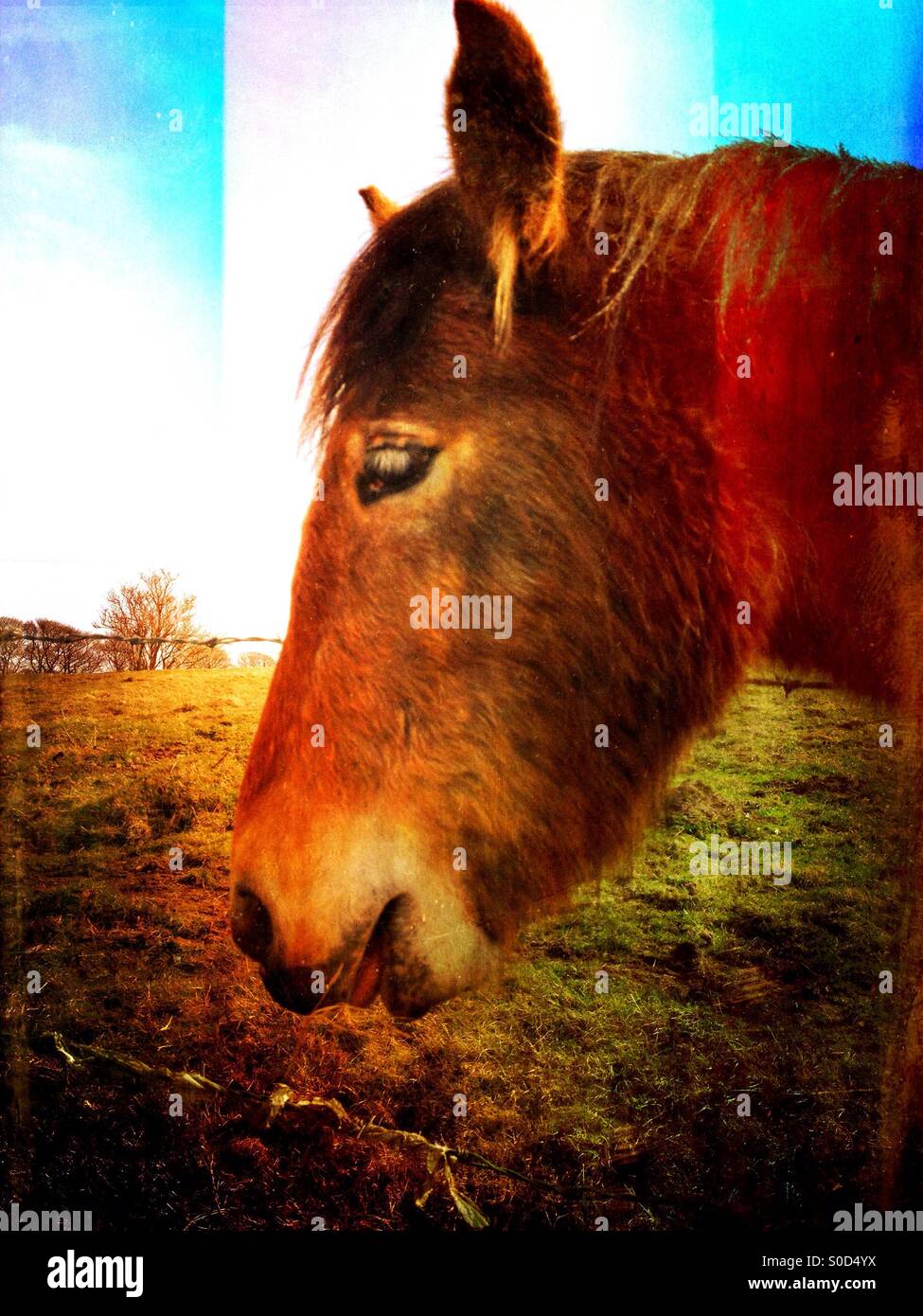 Seitenansicht eines Pferdes Stockfoto