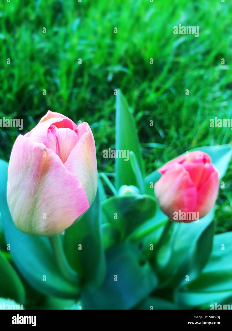 Rosa Tulpen Knospen Stockfoto