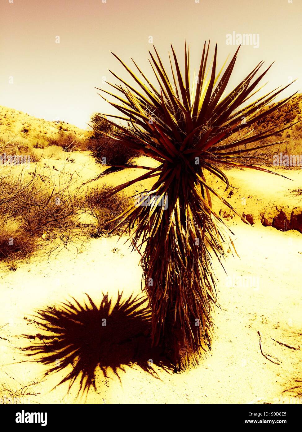 Mojave Yucca Pflanze im Joshua Tree Nationalpark, Kalifornien USA Stockfoto