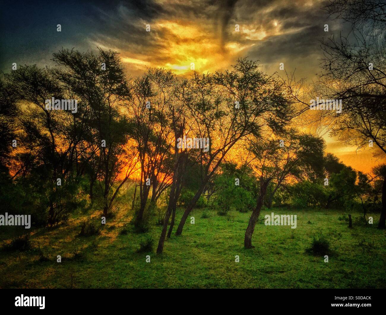 Sonnenaufgang im Wald - Kharian Dorf Pakistan Stockfoto