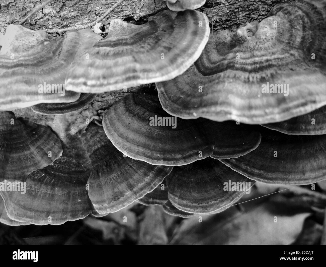Pilz Wachstum auf einem abgestorbenen Baum. Stockfoto