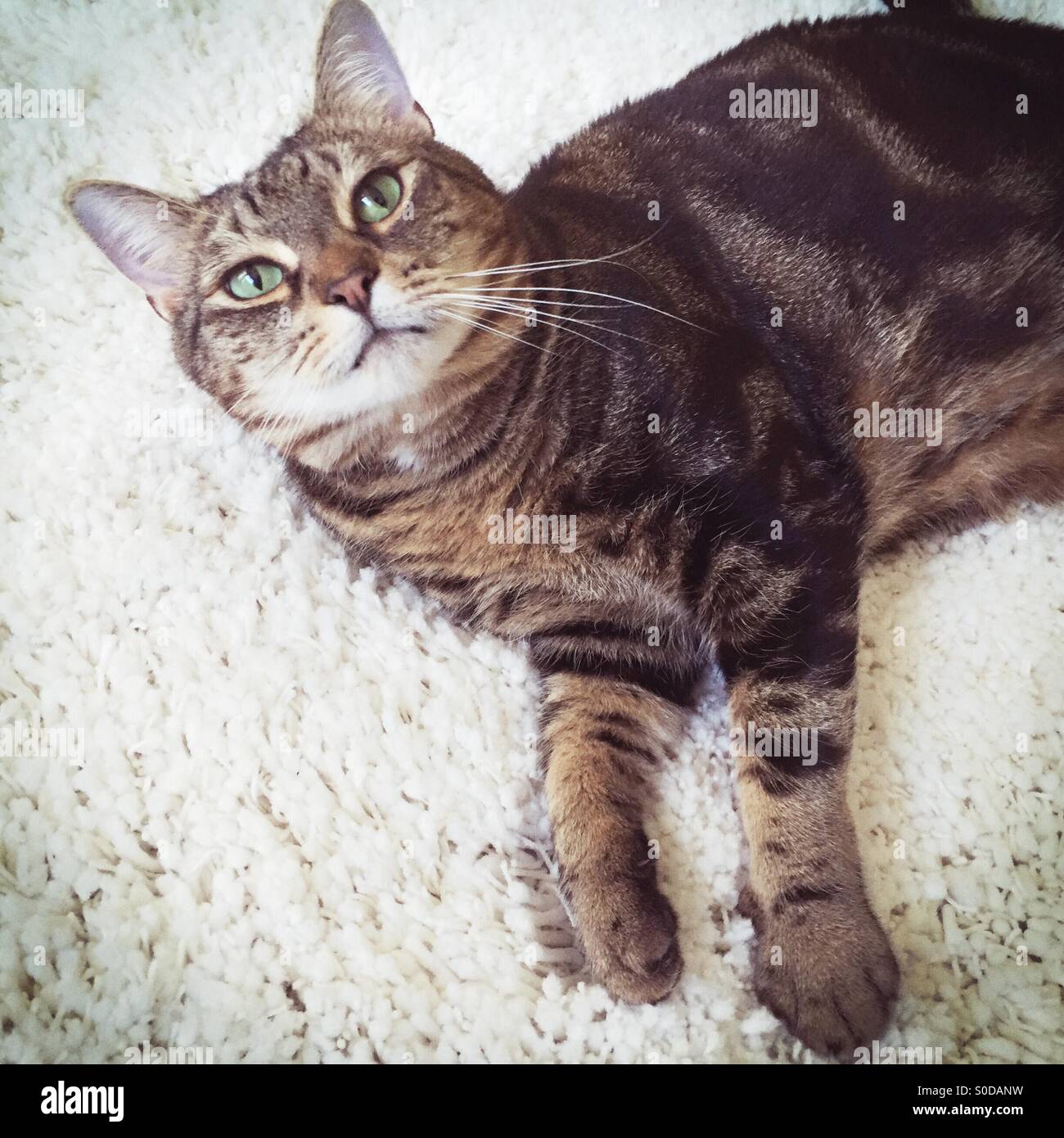 Große Tabby Katze liegend auf einem Schaffell Art weißen Teppich Stockfoto