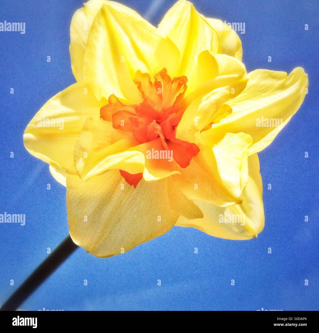 Gelbe Narzisse vor blauem Himmel - Smartphone-aufgenommenes Stockfoto