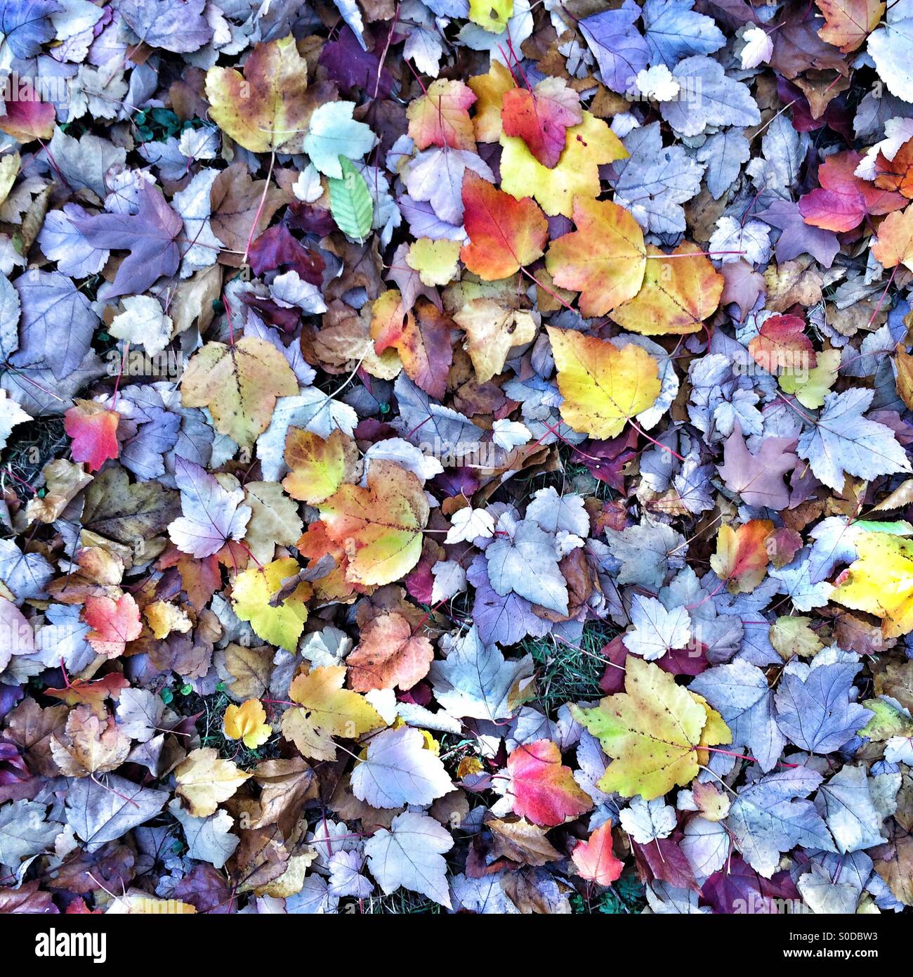 Im Herbst Laub auf dem Boden, Hintergrund Stockfoto