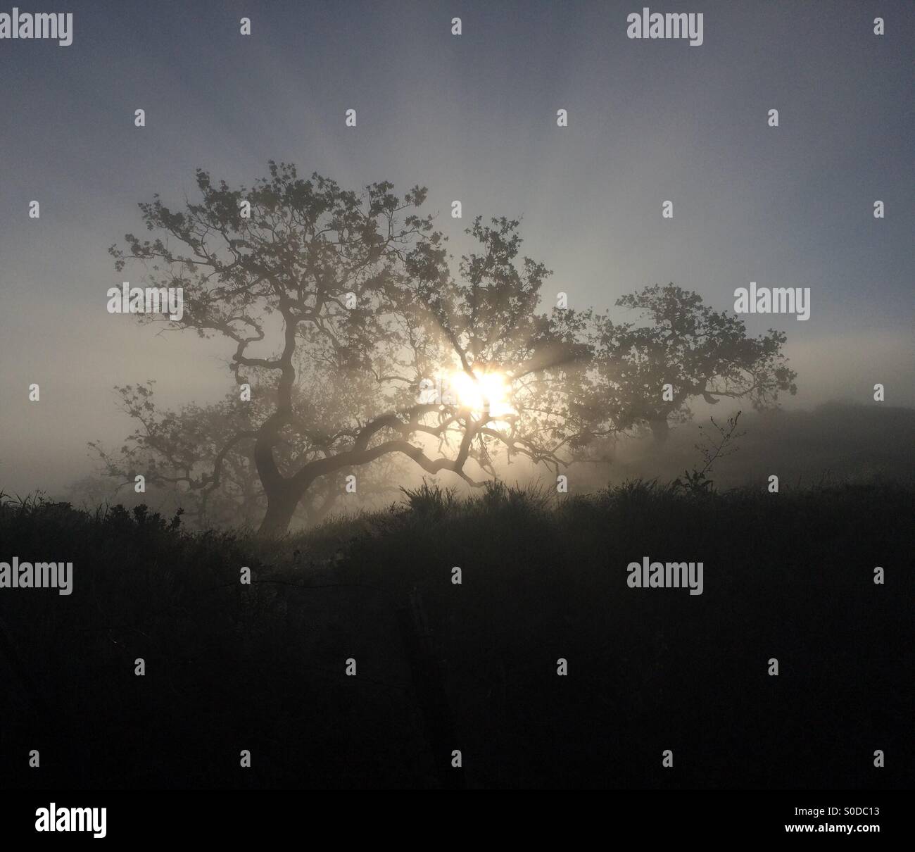 Der perfekte Moment von Nebel, Licht und Thema.   Laufen Sie am frühen Morgen, es sei wirklich friedlich. Stockfoto