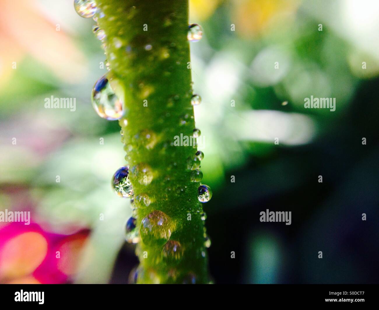 Wassertropfen auf einem Stiel der Tulpe Stockfoto