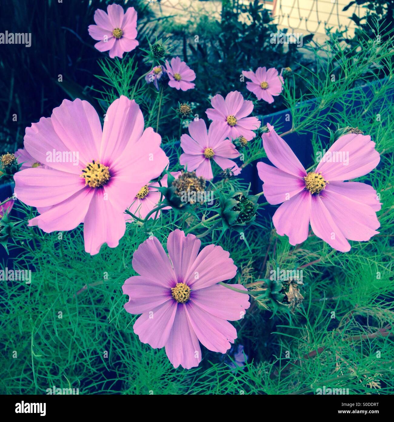 Kosmos-Blumen im Garten - Smartphone-aufgenommenes Stockfoto