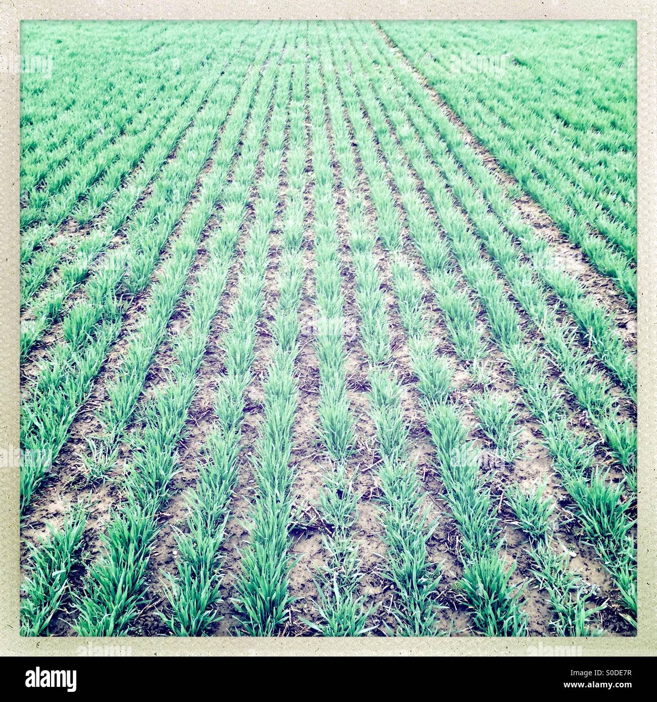 Frisch gepflanzt Reihen von Pflanzen in einem Feld. - Smartphone-aufgenommenes Stockfoto