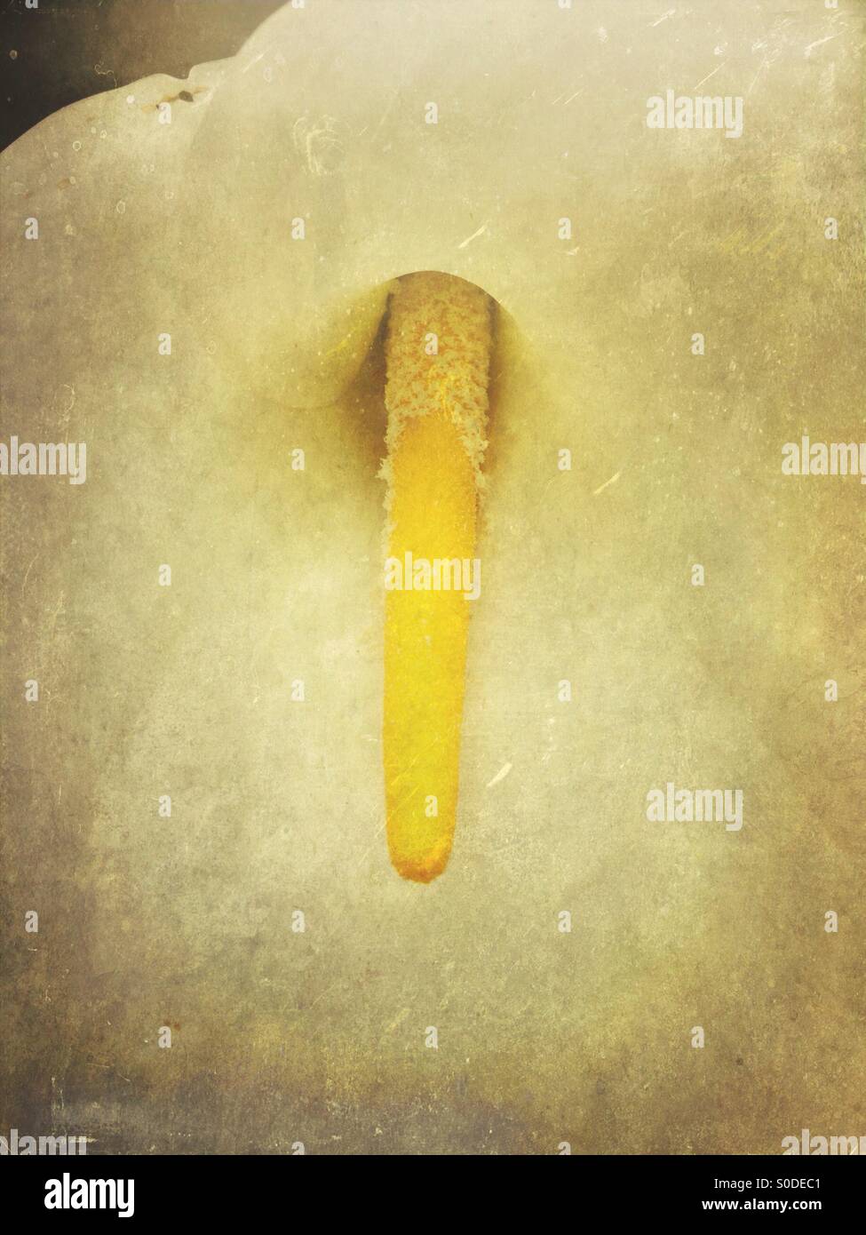 Anthurium Blumen - Smartphone-aufgenommenes Stockfoto