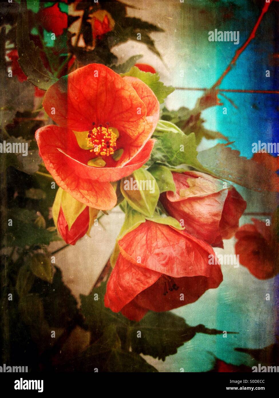 Frameworks-Blumen - Smartphone-aufgenommenes Stockfoto