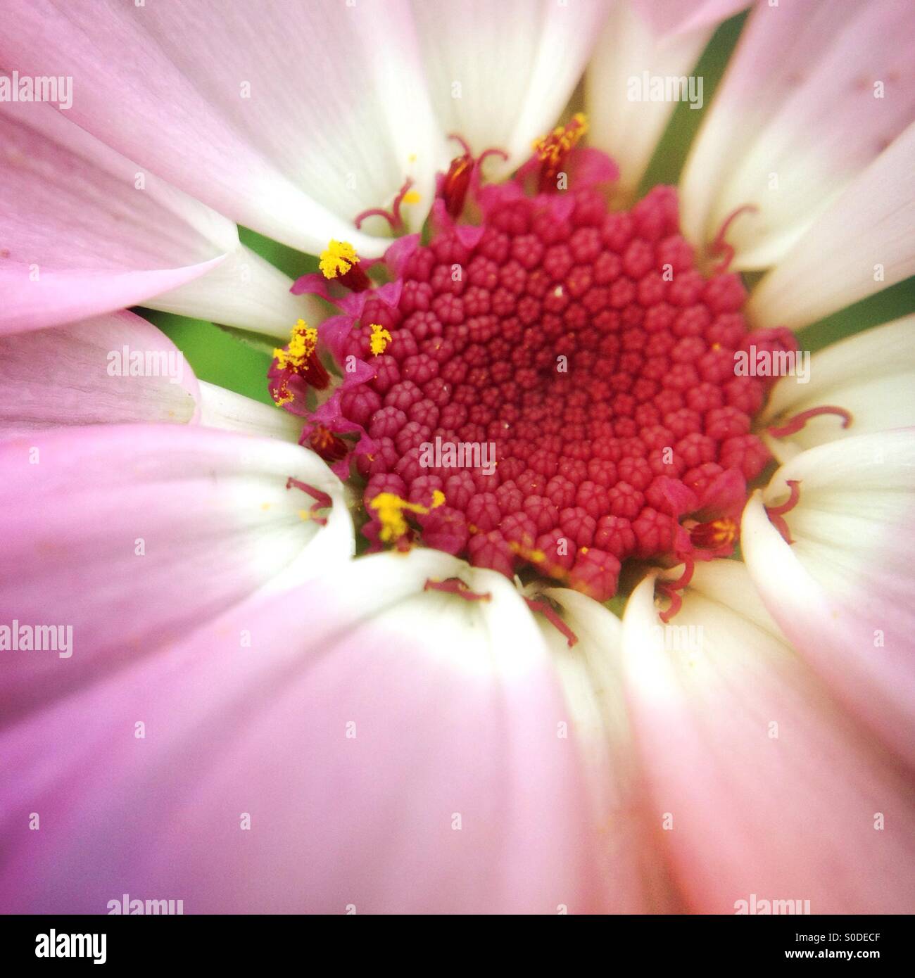 Aschenpflanze Blume - Smartphone-aufgenommenes Stockfoto