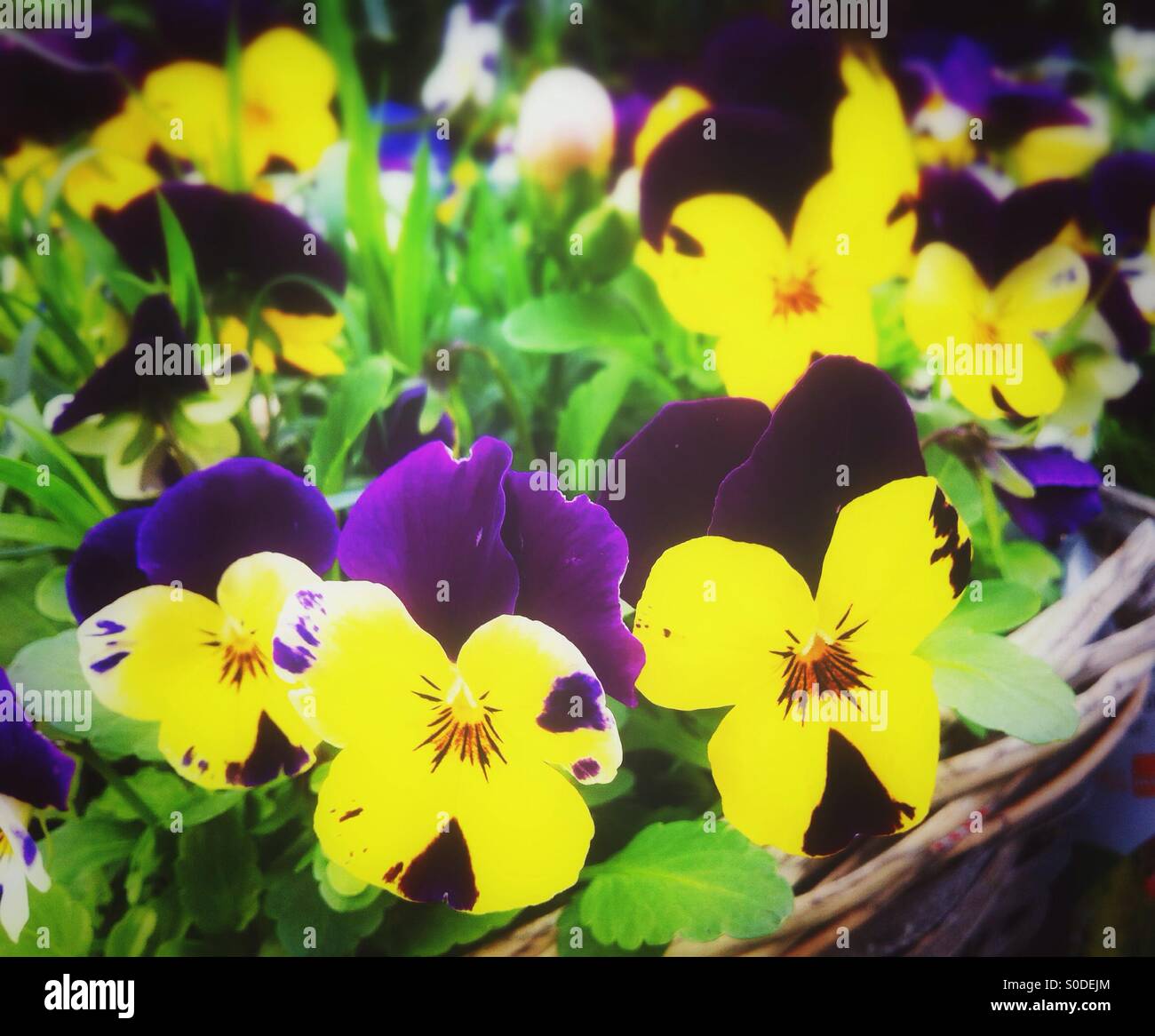 Stiefmütterchen lila Blüten Stockfoto