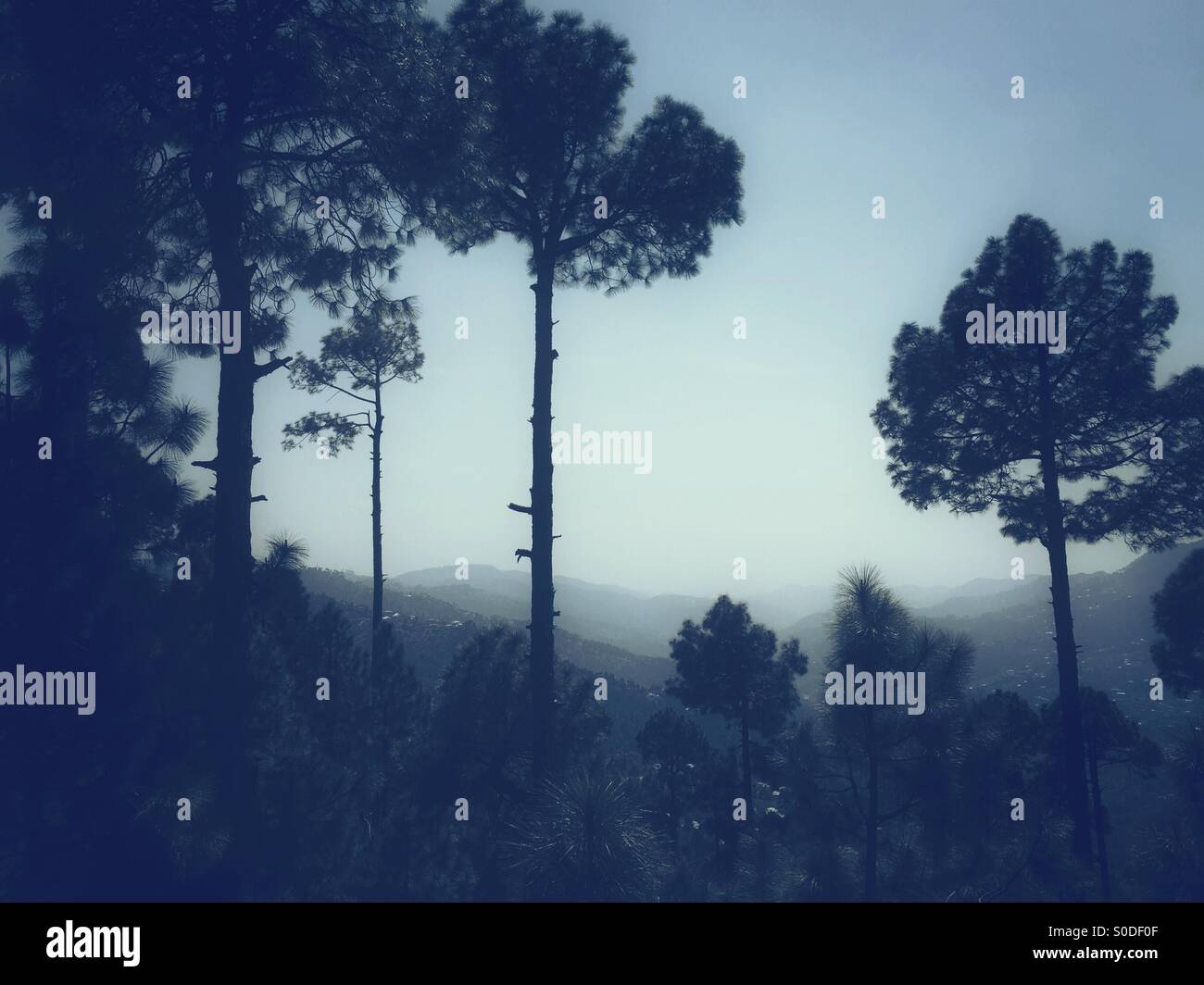 Silhouetten der Bäume in den Bergen Murree Pakistan Stockfoto