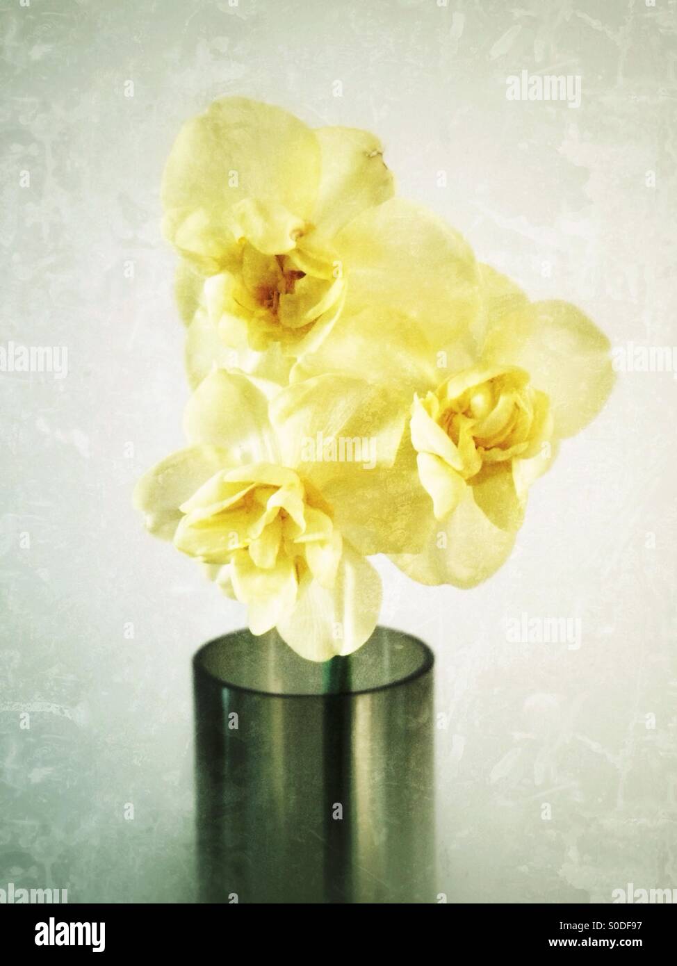 Gelbe Narzissen in einer vase Stockfoto