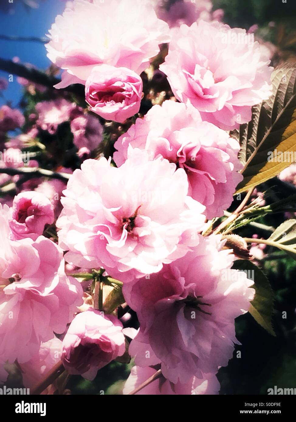 Rosa Kirschblüten Blumen Stockfoto