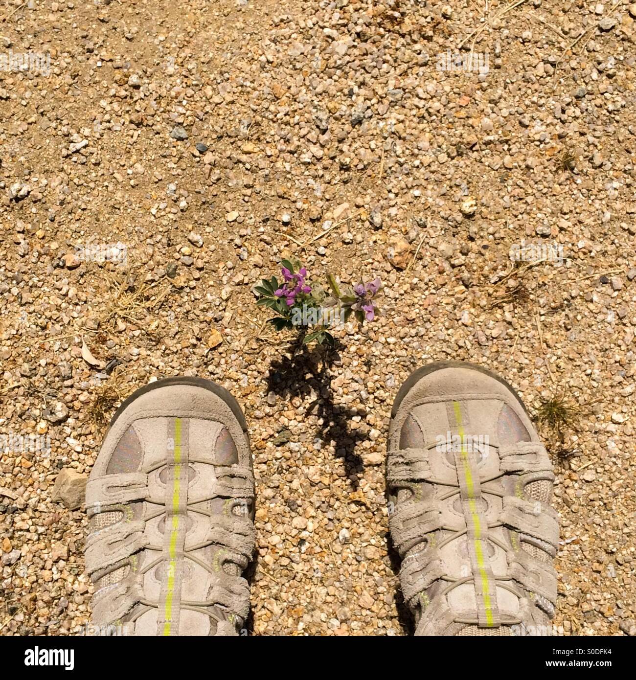 Wandern in Joshua Tree Nationalpark, Kalifornien USA Stockfoto