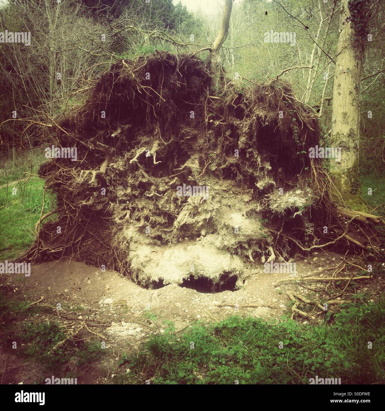 Ausgesetzt Wurzeln auf einen umgestürzten Baum, Hampshire, England, Vereinigtes Königreich - Smartphone-aufgenommenes Stockfoto