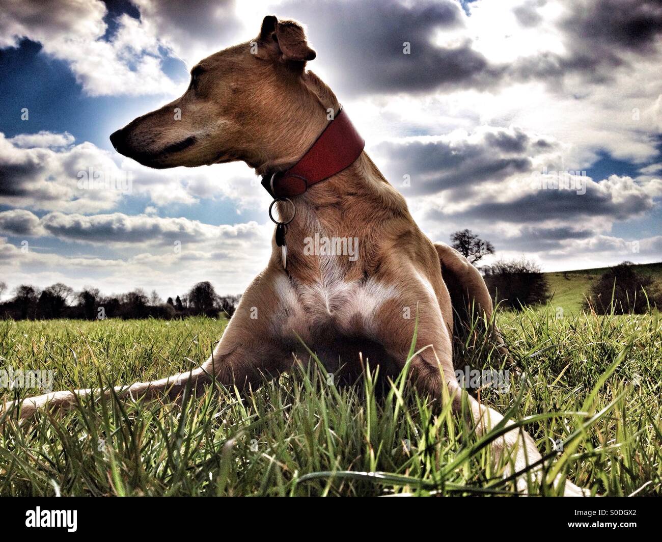 Lurcher liegend - Smartphone-aufgenommenes Stockfoto