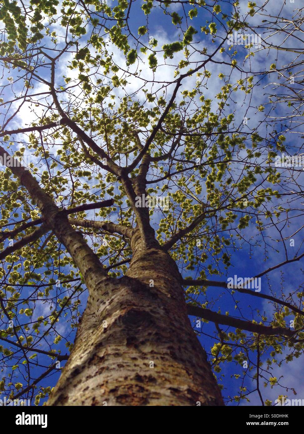 Baum, Stamm, Himmel, Blätter, klar, blau, grün, Holz, Natur, natürlich, rein, oben, Blick, Gliedmaßen, Klettern, Klettern, Zweig, Gliedmaßen, wachsen, groß, hoch, Sonne, Schecken, Schatten, Wolken - Smartphone-aufgenommenes Stockfoto