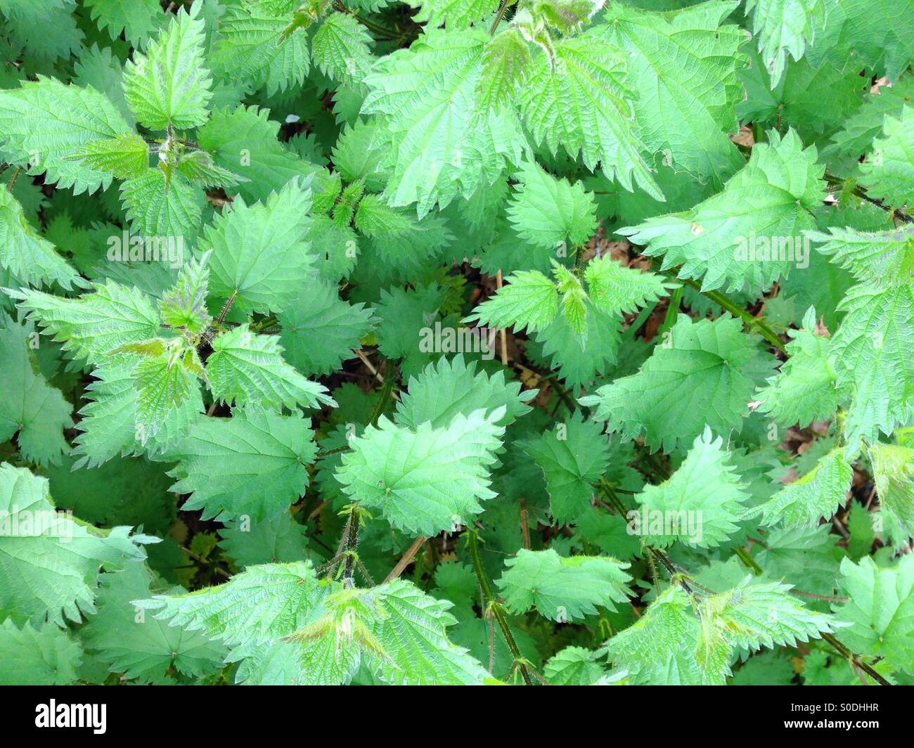 Urtica dioica oder die Brennnessel auch bekannt als die Brennnessel - Smartphone-aufgenommenes Stockfoto