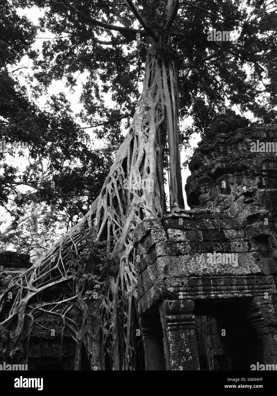 TA Phrom Tempel in Siem Reap Kambodscha. Auch bekannt als Tomb Raider Tempel wie einige der Filmszenen wurden hier gedreht. Stockfoto