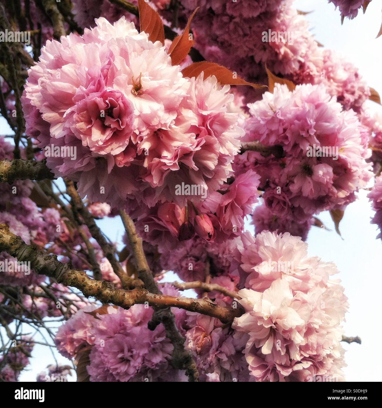Saftige Pflaume-Baum Blumen Stockfoto